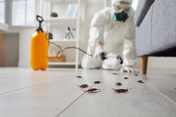 Commercial Rodent Management in Ball